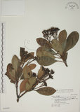 中文名:密脈赤楠(S042694)學名:Syzygium densinervium Merr. var. insulare Chang(S042694)英文名:Dense Nerve Eugenia
