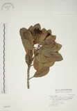 中文名:密脈赤楠(S046715)學名:Syzygium densinervium Merr. var. insulare Chang(S046715)英文名:Dense Nerve Eugenia