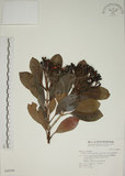 中文名:密脈赤楠(S046846)學名:Syzygium densinervium Merr. var. insulare Chang(S046846)英文名:Dense Nerve Eugenia