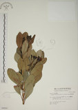 中文名:密脈赤楠(S048281)學名:Syzygium densinervium Merr. var. insulare Chang(S048281)英文名:Dense Nerve Eugenia