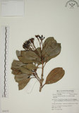 中文名:密脈赤楠(S054172)學名:Syzygium densinervium Merr. var. insulare Chang(S054172)英文名:Dense Nerve Eugenia