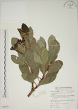 中文名:密脈赤楠(S063078)學名:Syzygium densinervium Merr. var. insulare Chang(S063078)英文名:Dense Nerve Eugenia