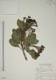 中文名:密脈赤楠(S068708)學名:Syzygium densinervium Merr. var. insulare Chang(S068708)英文名:Dense Nerve Eugenia