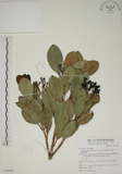 中文名:密脈赤楠(S074930)學名:Syzygium densinervium Merr. var. insulare Chang(S074930)英文名:Dense Nerve Eugenia