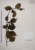 中文名:阿里山五味子(S005181)學名:Schisandra arisanensis Hayata(S005181)中文別名:北五味子英文名:Alishan Magnolia Vine