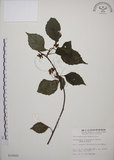 中文名:阿里山五味子(S010642)學名:Schisandra arisanensis Hayata(S010642)中文別名:北五味子英文名:Alishan Magnolia Vine