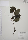 中文名:阿里山五味子(S010643)學名:Schisandra arisanensis Hayata(S010643)中文別名:北五味子英文名:Alishan Magnolia Vine