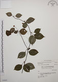 中文名:阿里山五味子(S034655)學名:Schisandra arisanensis Hayata(S034655)中文別名:北五味子英文名:Alishan Magnolia Vine