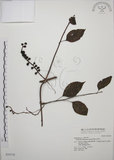 中文名:阿里山五味子(S034718)學名:Schisandra arisanensis Hayata(S034718)中文別名:北五味子英文名:Alishan Magnolia Vine