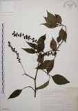 中文名:阿里山五味子(S035325)學名:Schisandra arisanensis Hayata(S035325)中文別名:北五味子英文名:Alishan Magnolia Vine