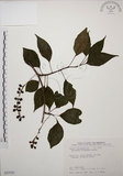 中文名:阿里山五味子(S035525)學名:Schisandra arisanensis Hayata(S035525)中文別名:北五味子英文名:Alishan Magnolia Vine