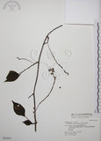 中文名:阿里山五味子(S036434)學名:Schisandra arisanensis Hayata(S036434)中文別名:北五味子英文名:Alishan Magnolia Vine