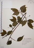 中文名:阿里山五味子(S055174)學名:Schisandra arisanensis Hayata(S055174)中文別名:北五味子英文名:Alishan Magnolia Vine