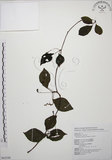 中文名:阿里山五味子(S062548)學名:Schisandra arisanensis Hayata(S062548)中文別名:北五味子英文名:Alishan Magnolia Vine