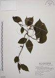 中文名:阿里山五味子(S072979)學名:Schisandra arisanensis Hayata(S072979)中文別名:北五味子英文名:Alishan Magnolia Vine