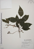 中文名:阿里山五味子(S074441)學名:Schisandra arisanensis Hayata(S074441)中文別名:北五味子英文名:Alishan Magnolia Vine