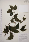 中文名:阿里山五味子(S077824)學名:Schisandra arisanensis Hayata(S077824)中文別名:北五味子英文名:Alishan Magnolia Vine