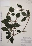 中文名:阿里山五味子(S078079)學名:Schisandra arisanensis Hayata(S078079)中文別名:北五味子英文名:Alishan Magnolia Vine