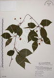 中文名:阿里山五味子(S078158)學名:Schisandra arisanensis Hayata(S078158)中文別名:北五味子英文名:Alishan Magnolia Vine