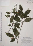 中文名:阿里山五味子(S078159)學名:Schisandra arisanensis Hayata(S078159)中文別名:北五味子英文名:Alishan Magnolia Vine