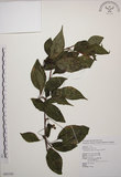 中文名:阿里山五味子(S082350)學名:Schisandra arisanensis Hayata(S082350)中文別名:北五味子英文名:Alishan Magnolia Vine