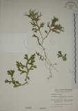中文名:生根卷柏(P000828)學名:Selaginella doederleinii Hieron.(P000828)