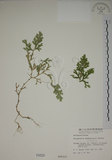 中文名:生根卷柏(P000829)學名:Selaginella doederleinii Hieron.(P000829)
