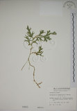 中文名:生根卷柏(P000831)學名:Selaginella doederleinii Hieron.(P000831)