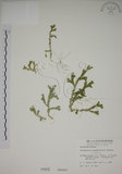 中文名:生根卷柏(P000835)學名:Selaginella doederleinii Hieron.(P000835)