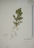 中文名:生根卷柏(P001140)學名:Selaginella doederleinii Hieron.(P001140)