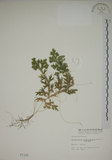中文名:生根卷柏(P001141)學名:Selaginella doederleinii Hieron.(P001141)