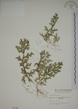中文名:生根卷柏(P001142)學名:Selaginella doederleinii Hieron.(P001142)