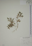 中文名:生根卷柏(P002521)學名:Selaginella doederleinii Hieron.(P002521)