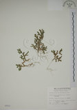 中文名:生根卷柏(P002522)學名:Selaginella doederleinii Hieron.(P002522)