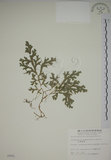 中文名:生根卷柏(P002551)學名:Selaginella doederleinii Hieron.(P002551)