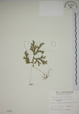 中文名:生根卷柏(P002552)學名:Selaginella doederleinii Hieron.(P002552)