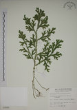 中文名:生根卷柏(P002890)學名:Selaginella doederleinii Hieron.(P002890)