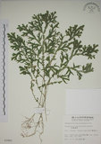 中文名:生根卷柏(P002891)學名:Selaginella doederleinii Hieron.(P002891)