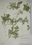 中文名:生根卷柏(P002940)學名:Selaginella doederleinii Hieron.(P002940)