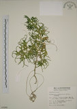 中文名:生根卷柏(P003046)學名:Selaginella doederleinii Hieron.(P003046)