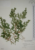 中文名:生根卷柏(P004077)學名:Selaginella doederleinii Hieron.(P004077)