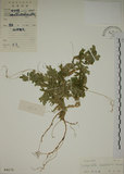 中文名:生根卷柏(P004175)學名:Selaginella doederleinii Hieron.(P004175)