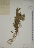 中文名:生根卷柏(P004199)學名:Selaginella doederleinii Hieron.(P004199)