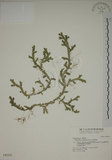 中文名:生根卷柏(P004312)學名:Selaginella doederleinii Hieron.(P004312)