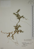 中文名:生根卷柏(P004621)學名:Selaginella doederleinii Hieron.(P004621)