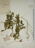 中文名:生根卷柏(P004709)學名:Selaginella doederleinii Hieron.(P004709)