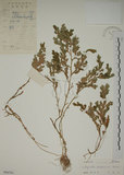 中文名:生根卷柏(P004761)學名:Selaginella doederleinii Hieron.(P004761)
