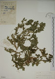 中文名:生根卷柏(P004842)學名:Selaginella doederleinii Hieron.(P004842)