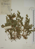 中文名:生根卷柏(P005385)學名:Selaginella doederleinii Hieron.(P005385)