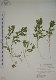 中文名:生根卷柏(P005741)學名:Selaginella doederleinii Hieron.(P005741)